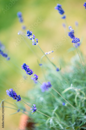 Fototapeta Naklejka Na Ścianę i Meble -  Lavender plant in UK garden