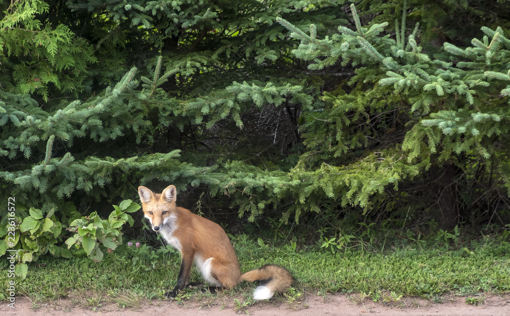 Suspicious Fox Sitting at the Side of the Road Staring at Passer By Suspicious Fox Sitting at the Side of the Road Staring at Passer By