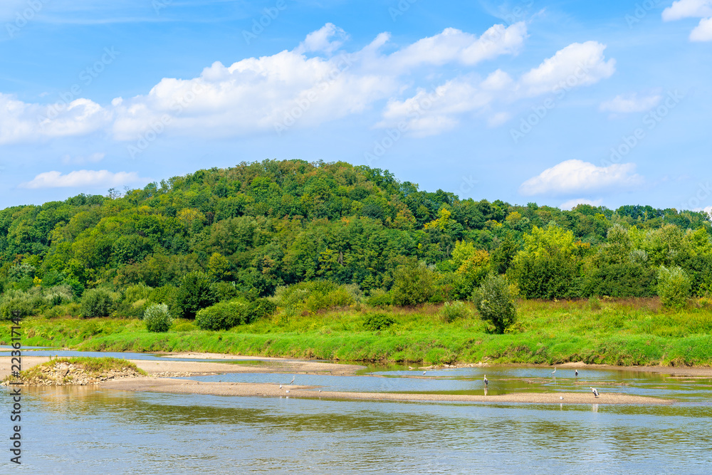 Stork birds on bank of Vistula river and green hills near Cracow city on sunny summer day, Poland Stork birds on bank of Vistula river and green hills near Cracow city on sunny summer day, Poland