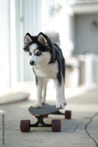 Pomsky Puppy on Skateboard