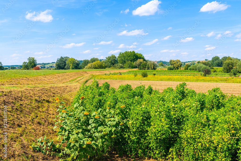 Hops plantation and sunflowers on green field in distance, Poland