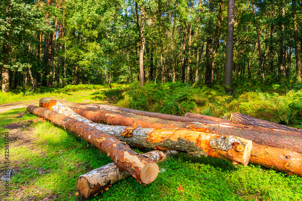 Wood logs in Niepolomicka forest near Cracow city on sunny summer day, Poland Wood logs in Niepolomicka forest near Cracow city on sunny summer day, Poland