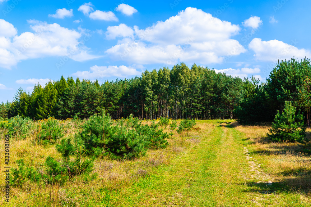 Forest and green fields on sunny summer day near Olkusz town, Poland