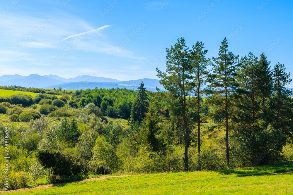 Obraz premium Green meadow near Trstena village in Tatra Mountains summer landscape, Slovakia