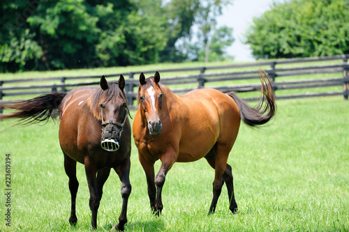 Thoroughbred Horses © Barrys Gallery 