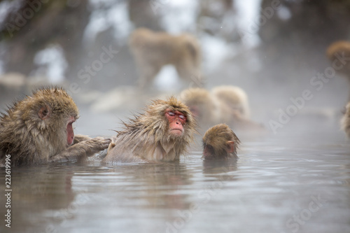 macaque monkey in a bath in japan