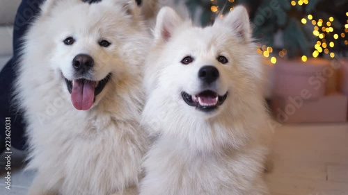 two fluffy white puppy dogs lie under a Christmas tree. snowy husky holiday dog. dog under the tree as a gift 4k