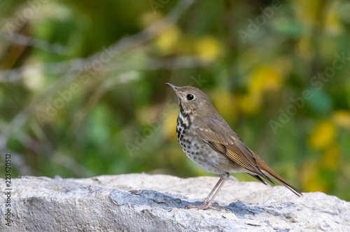 Hermit thrush perched on rock at Capulin Spring in Cibola National Forest, Sandia Mountains, New Mexico
