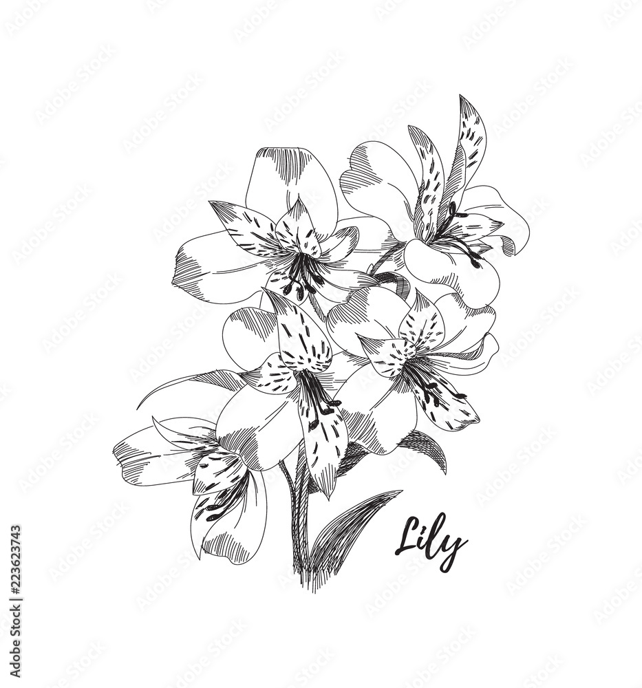 How to Draw a Lily Flower - Create Your Own Lily Flower Drawing