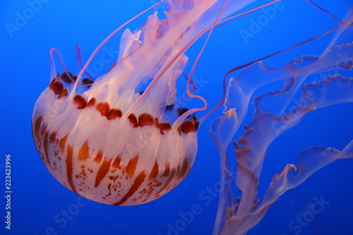 Jellyfish