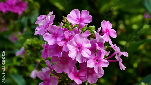 Wallpaper Mural September Flowers in Virginia  Torontodigital.ca