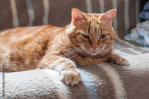 Close-up of ginger fluffy cat at home relaxing