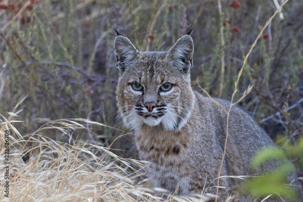 Fototapeta premium Bobcat w górach Kalifornii