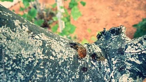 the nature