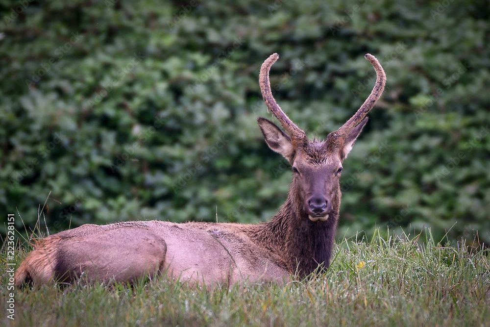 elk in the woods