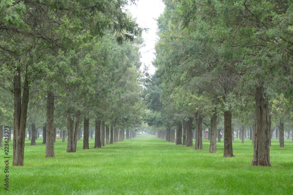 Fototapeta premium Bosque infinito