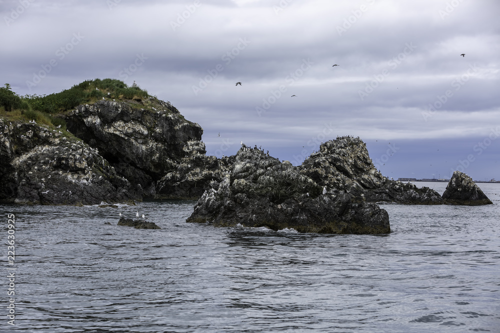 Gulls off the coast of Homer, Alaska