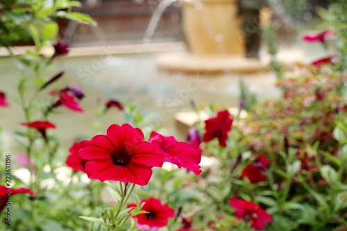 Petunia flowers in tropical