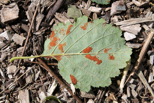 Erineum galls caused by mites Acalitus phyllereus on green leaf of Alnus incana or Grey alder photo