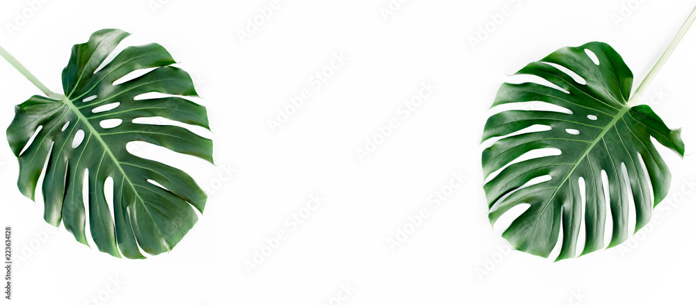 Fototapeta premium Tropical palm leaves Monstera with more space for text isolated on white background. Flat lay, top view