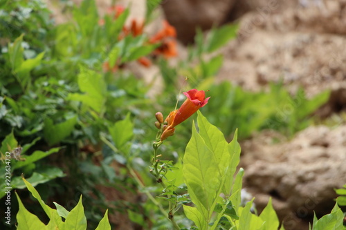 Isolated Red Trumpet flower