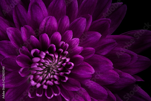 Fotografering closeup of pink mum purple high contrast