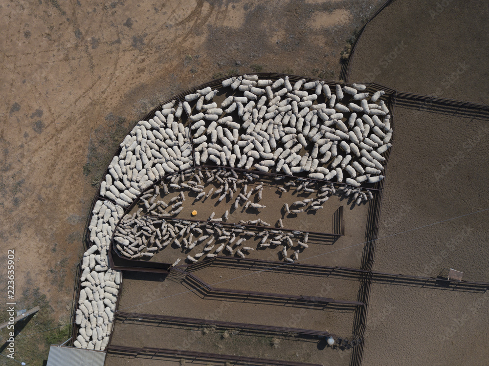 Fototapeta premium Sheep heading for the shearing shed in outback New South Wales, Australia.