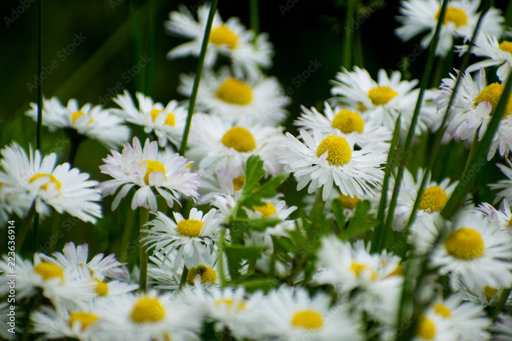 Fototapeta premium White daisy on green field. Daisy flower - wild chamomile. White daisies in the garden. Bellis perennis.