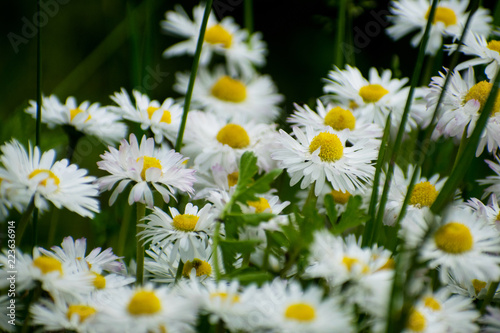 White daisy on green field. Daisy flower - wild chamomile. White daisies in the garden. Bellis perennis.