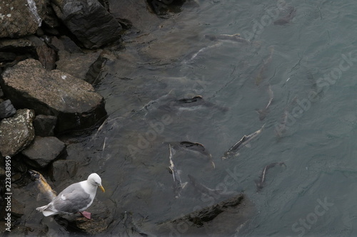 Seagull fishing for salmon photo