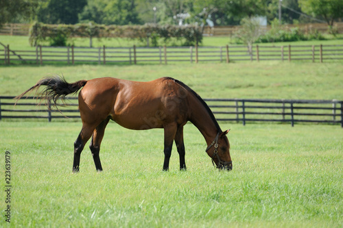 Thoroughbred Horse on a Kentucky Horse Farm