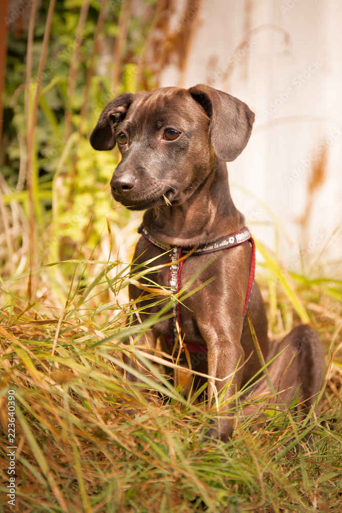 Chiot en exterieur