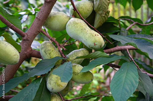 Fruit of the common pawpaw (asimina triloba) growing on a tree 