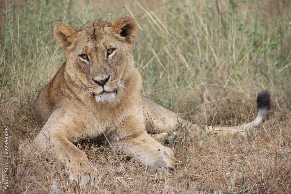 Female lion in Nairobi National Park Female lion in Nairobi National Park