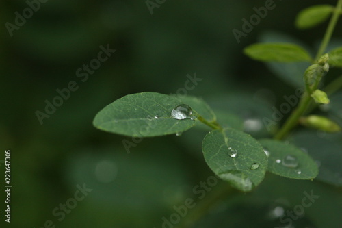 rain drop on plant macro view