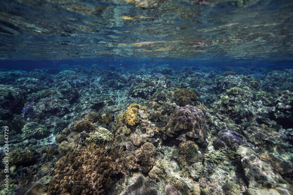 Shallow Coral Reef