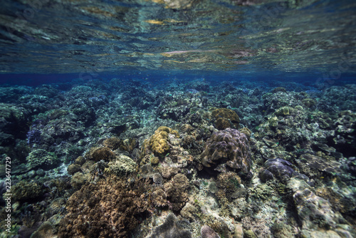 Shallow Coral Reef
