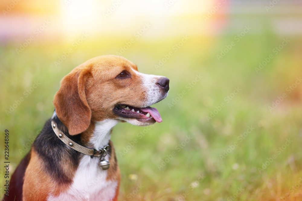 A cute beagle dog smiles.