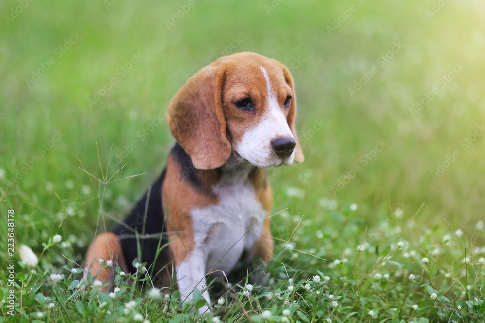 Beagle dog sitting on the wild flower field.