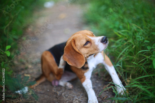 Beagle dog scratching body on green grass outdoor.