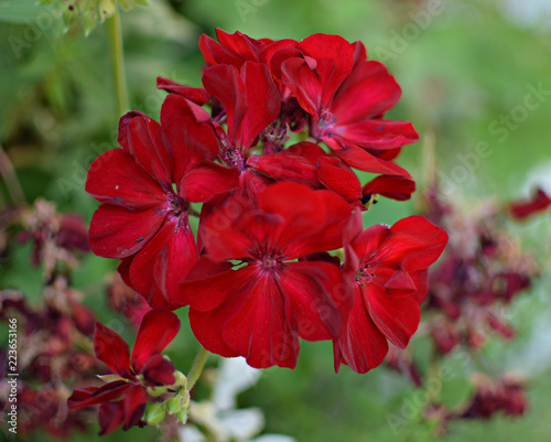 Red Geraniums © Pixels by Angela
