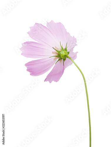 cosmos flower