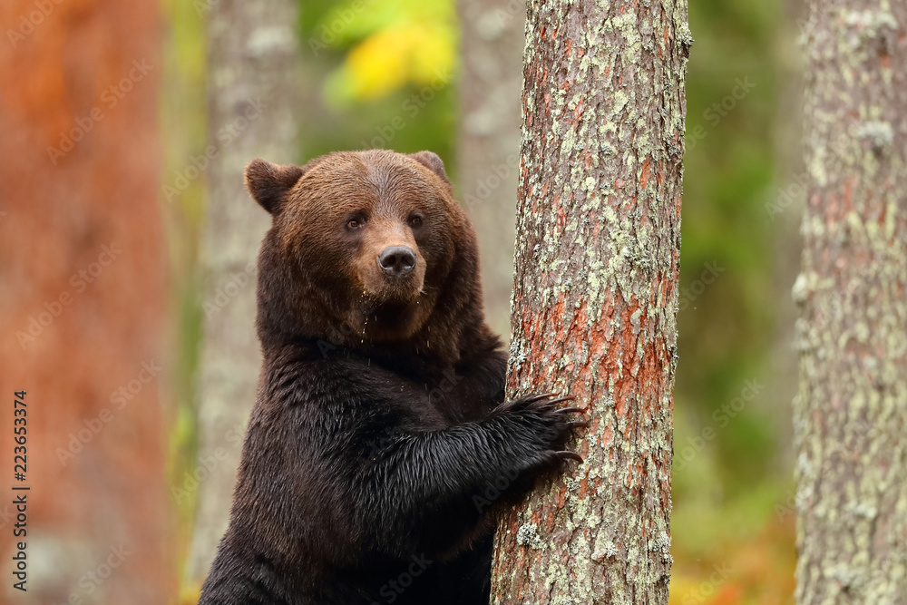 Fototapeta premium Brown bear standing leaning in a tree of a forest
