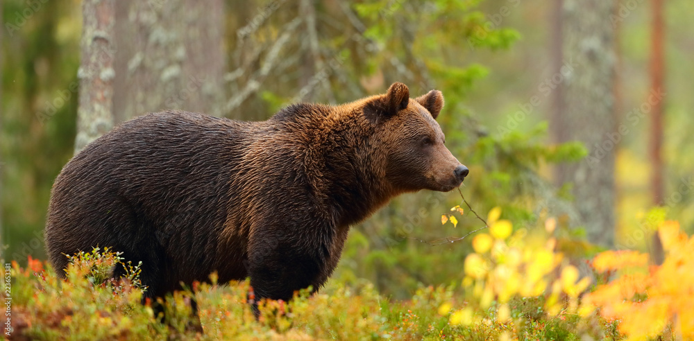 Naklejka premium Widok z boku na niedźwiedzia brunatnego w lesie