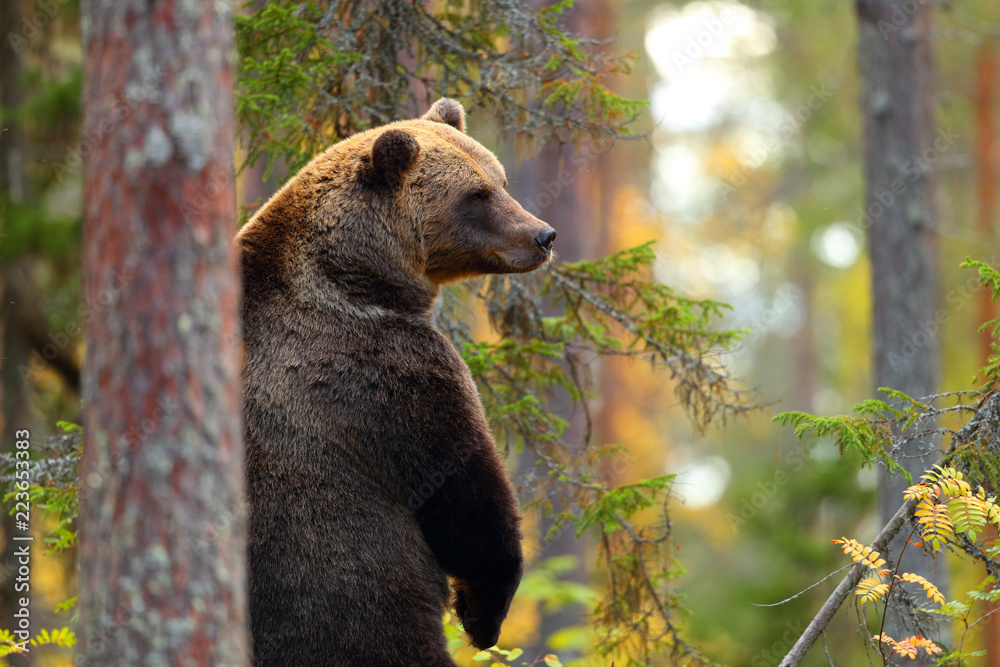 Obraz premium Big brown bear standing in a forest