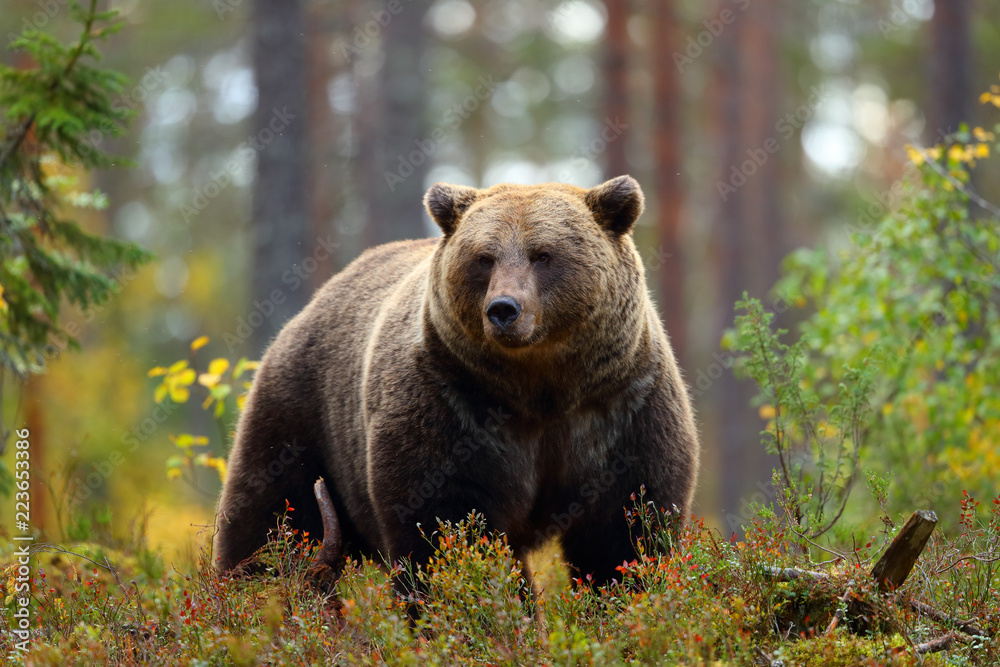 Naklejka premium Duży niedźwiedź brunatny w lesie