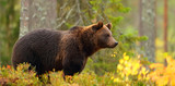 Side view of a brown bear in a forest