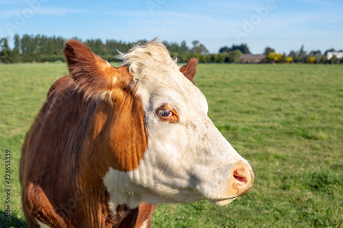 A brown and white hereford steer in a farm field