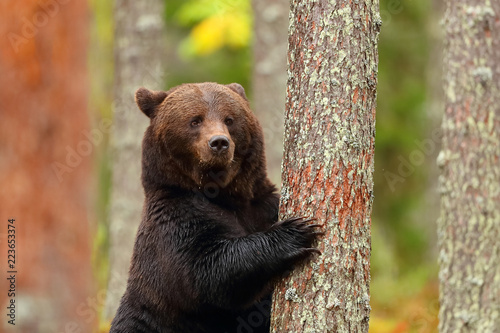 Brown bear standing leaning in a tree of a forest