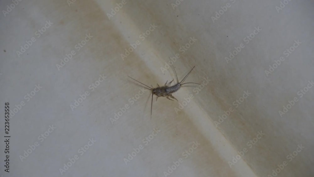 Insect feeding on paper - silverfish. Pest books and newspapers. Lepismatidae, Thermobia domestica. Insect feeding on paper - silverfish. Pest books and newspapers. Lepismatidae, Thermobia domestica.